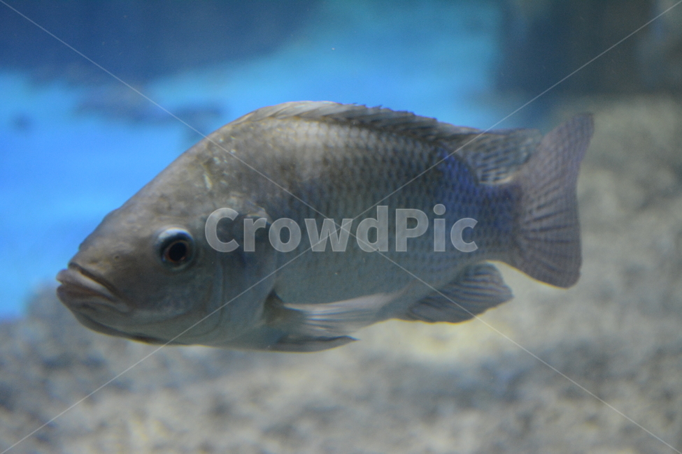 fish,물고기,animal,동물,지느러미