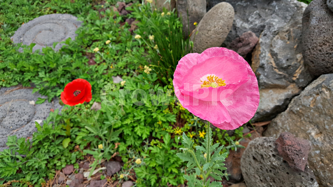양귀비꽃,꽃,flower,자연,식물