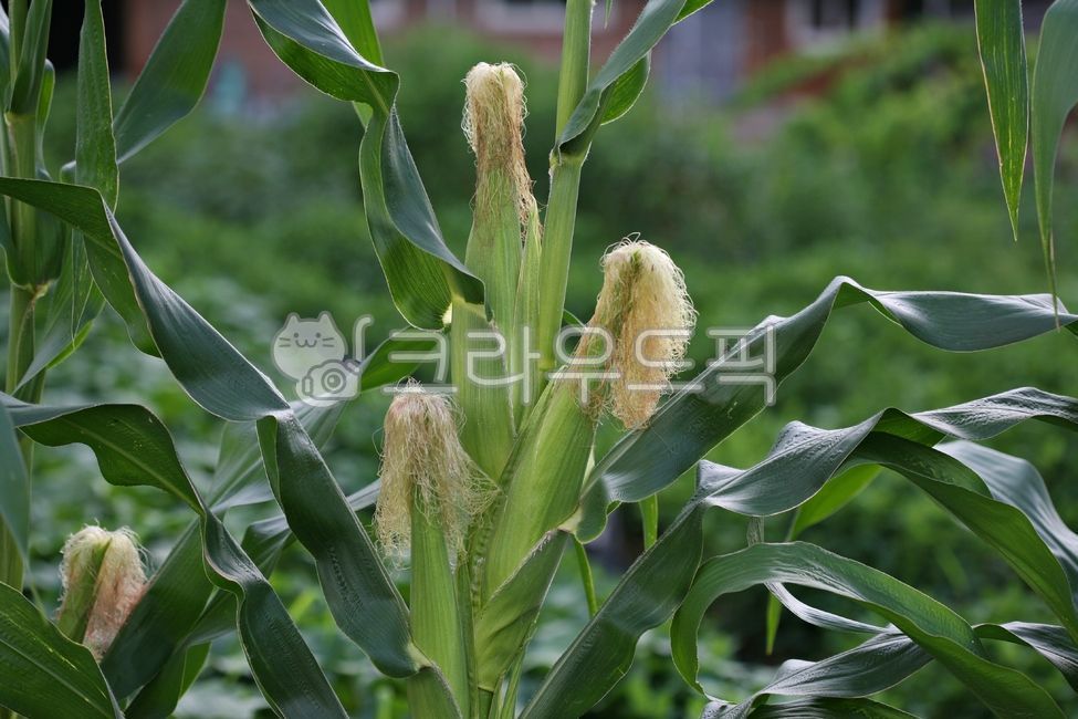 corn,farming,country house,corn,corn silk,maize,agricultural products