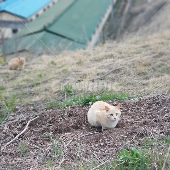 고양이,cat,길고양이,포커스,동물