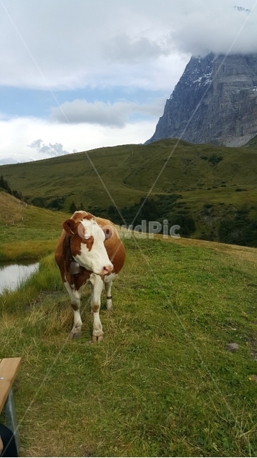 스위스,벵겐알프,알프스,자연,산,구름,소,동물,switzerland,wengenalp,alps,nature,mountain,cloud,cow,ox,animal,동물,animal,포유류,mammal,산업,industry,industrial,목축업,목장,livestock farming,ranching,pasture