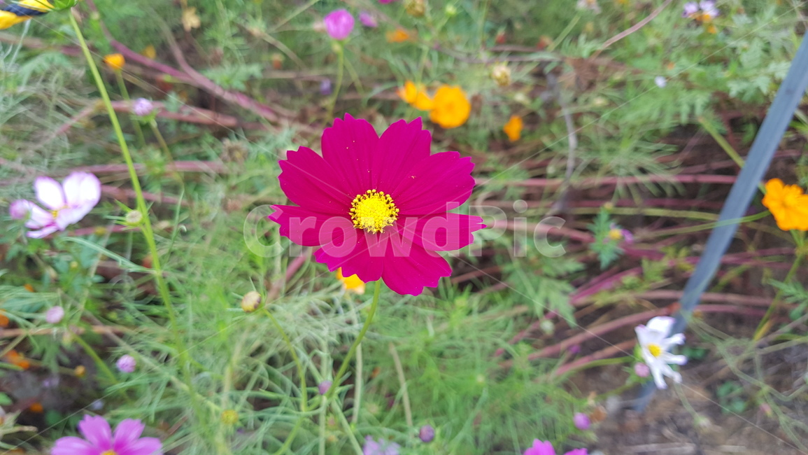 plant,식물,daisy,데이지,flower,blossom,daisies,꽃,코스모스