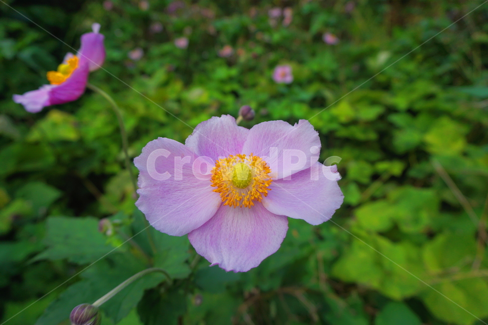 꽃,분홍꽃,꽃밭,정원,만개,개화,꽃술,초록,풀밭,꽃잎