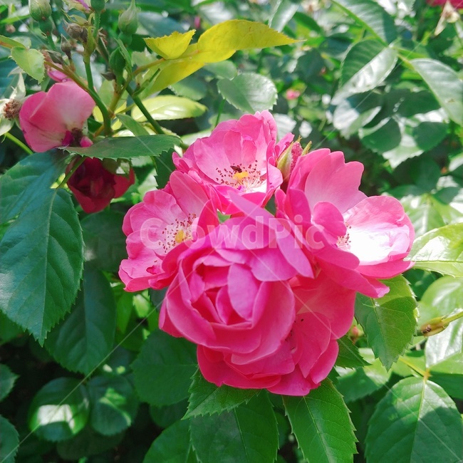 장미,그라데이션,rose,프렌치로즈,꽃,flower
