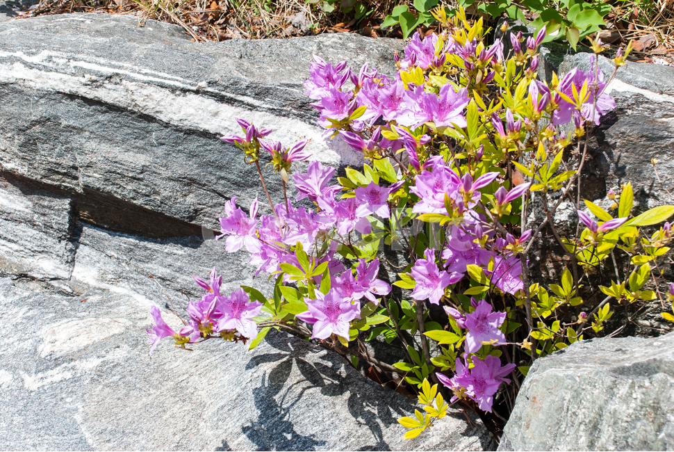 산철쭉,철쭉,봄,꽃,생화,공원,식물,조경,분홍,spring,season,flowe,만개,만발,자연,향기,아름다운,화사한,나뭇가지,봄꽃,돌,봄,계절,spring,season,식물,자연,plants,nature,꽃,flower,plant,blossom,geranium,제라늄