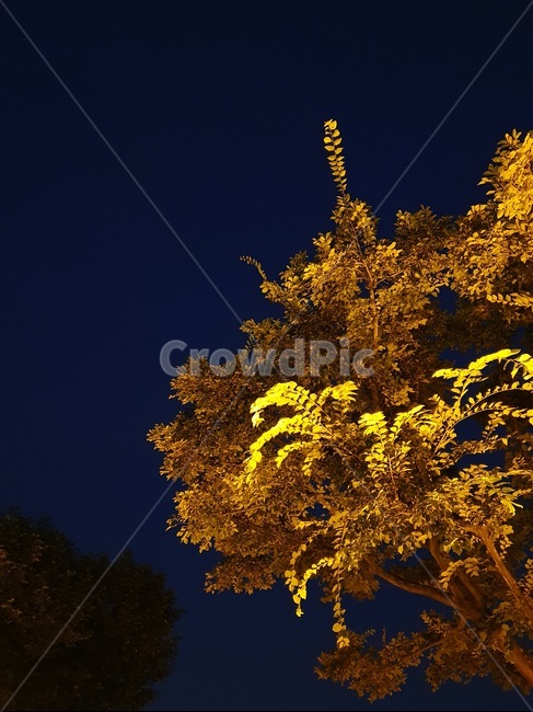 나무,금색,황금나무,금나무,나무배경,밤하늘,tree,gold,golden