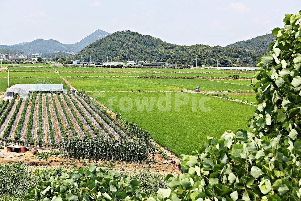 벼,논,농사,쌀,자연,풍경,자연,풍경,nature,landscape,한국자연풍경,한국자연경관,korea nature landscape,시골,마을,country,rural,town,outdoors,옥외,field,들,grassland,목초지