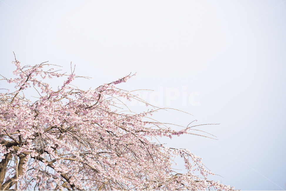 분홍,꽃,벚꽃나무,나무,핑크,벚꽃,하늘,분위기,감성,봄,계절,spring,season,식물,자연,plants,nature,꽃,flower,plant,blossom