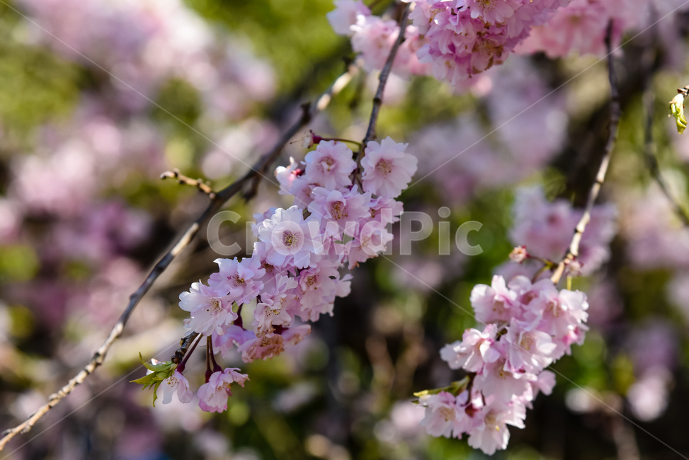 벚꽃,봄,봄꽃,꽃,식물,자연,핑크,핑크색꽃,계절,시즌,spring,春,スプリング,桜,벚나무,봄,계절,spring,season,식물,자연,plants,nature,꽃,flower,plant,blossom