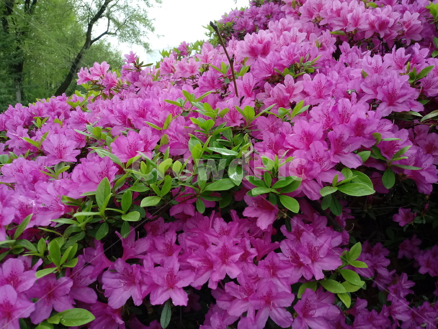 철쭉,smilerosebay,진달래과,식물,봄꽃,개꽃나무,springseasonflower,척촉화,낙엽관목,관상용