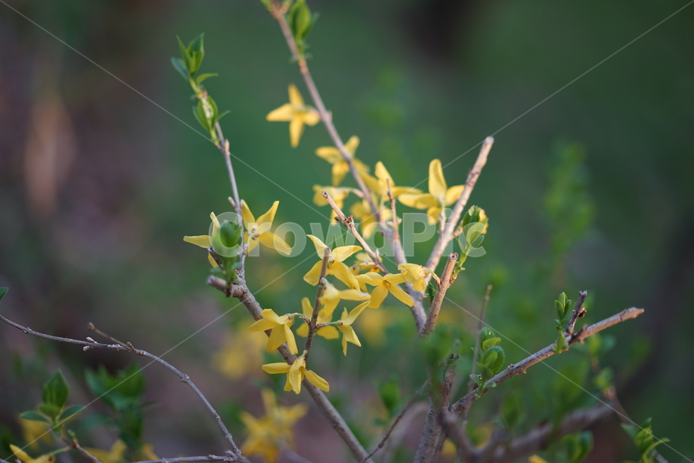 봄,자연,녹색,싱그러움,벚꽃,감성,개나리,식물,자연,plants,nature,꽃,flower