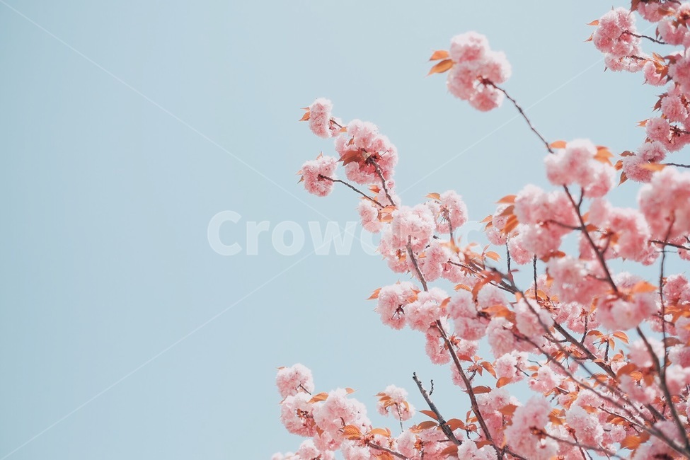 벚꽃,겹벚꽃,꽃,감성,핑크,봄,계절,spring,season,식물,자연,plants,nature,꽃,flower,감성,sensible,feeling,plant,blossom