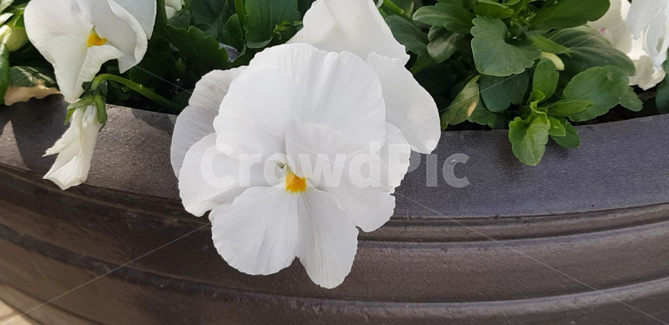봄,blossom,flower,식물,plant,꽃,nature,자연,팬지