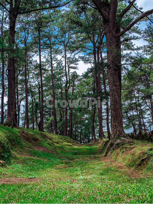 tree,나무,plant,식물,park,forest,phillppines,bagio,자연,풍경,nature,landscape