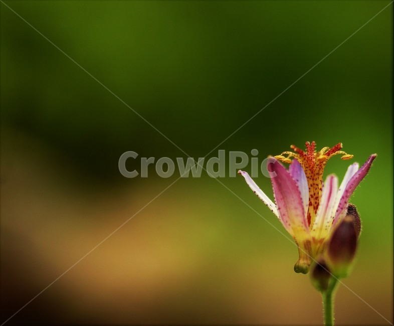 식물,꽃,plant,flower,접사,식물,자연,plants,nature,꽃,flower