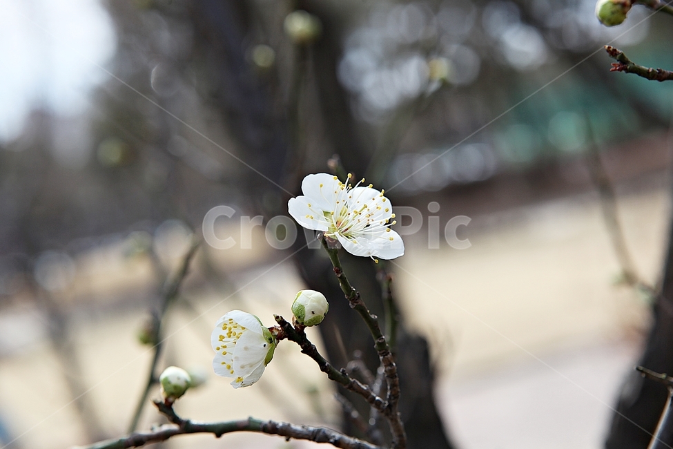 매화,매화꽃,꽃,꽃잎,봄꽃,봄,매화나무,식물,식물,자연,plants,nature,꽃,flower