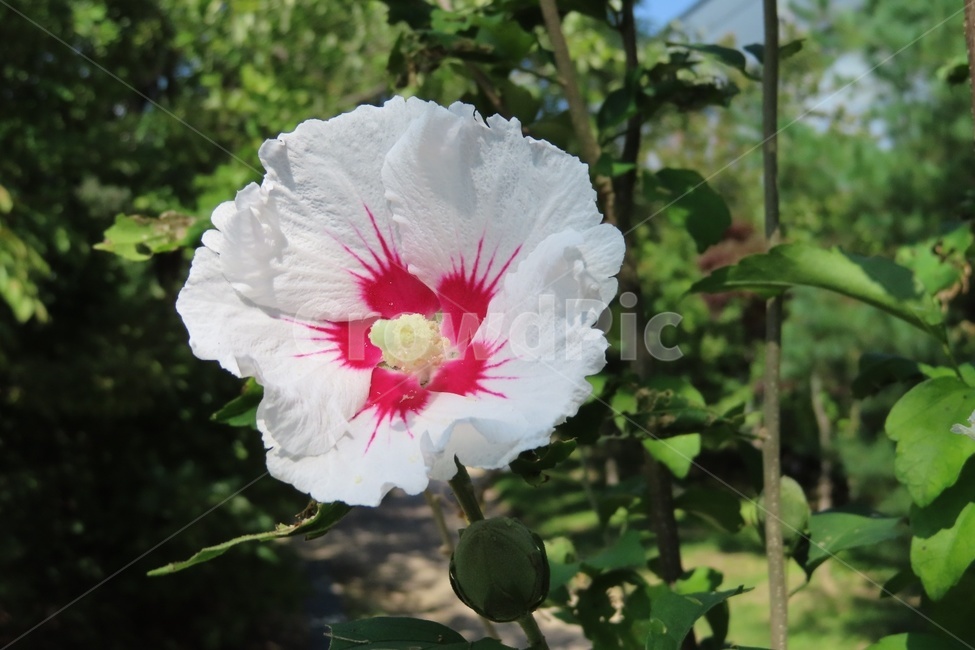 무궁화,꽃,plant,식물,flower,흰꽃,흰색,식물,자연,plants,nature,꽃,flower