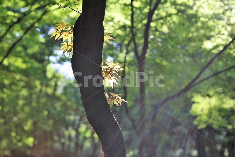 자연,nature,빛,봄,초록,오후,sunshine,green,afternoon,tree,나무,단풍나무,빛내림,식물,자연,plants,nature,나무,trees,wood,휴식,힐링,rest,relaxation,healing