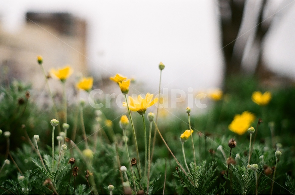 꽃,꽃사진,야생화,노란꽃,풀,필름사진,필름카메라,식물,자연,plants,nature,꽃,flower,감성,sensible,feeling