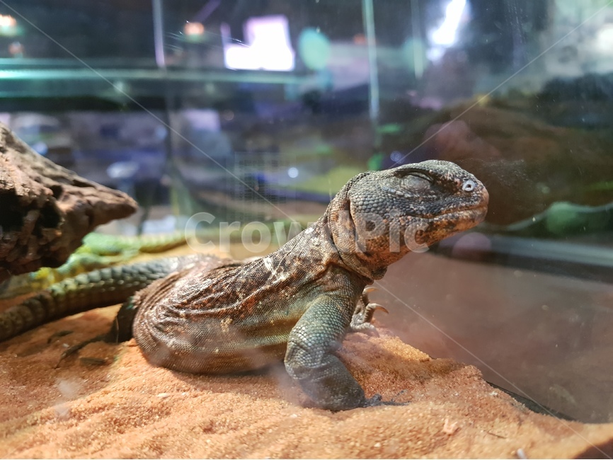 도마뱀,양서류,파충류,동물원,겨울,애완동물,애완,동물,animal,파충류,양서류,reptile,amphibian