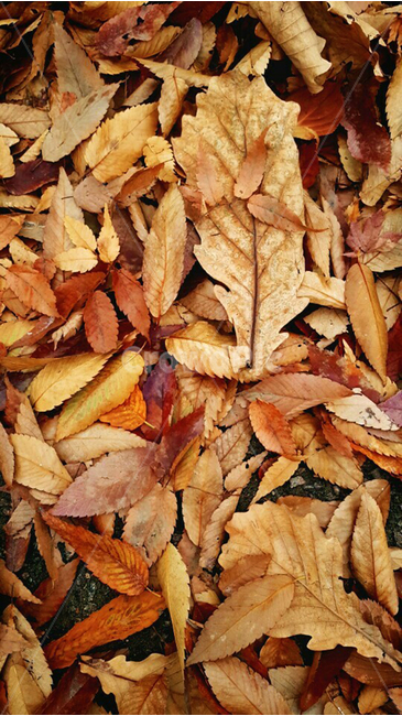 가을,낙엽,fall,leaves,brown,가을,계절,fall,autumn,season,식물,자연,plants,nature,leaf,잎,plant