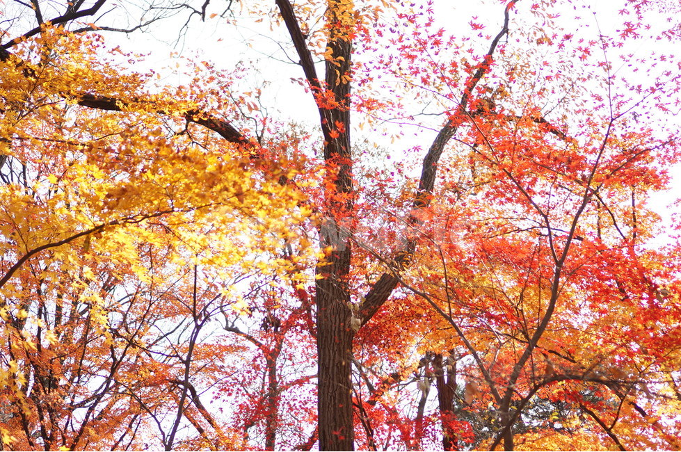 단풍나무,단풍잎,창덕궁후원,단풍,창덕궁단풍,가을,나무,잎,식물,가을단풍,가을,계절,fall,autumn,season,tree,plant,maple,leaf