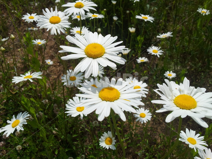 꽃,계란꽃,구절초,여름,자연,접사,들판,산,식물,자연,plants,nature,꽃,flower