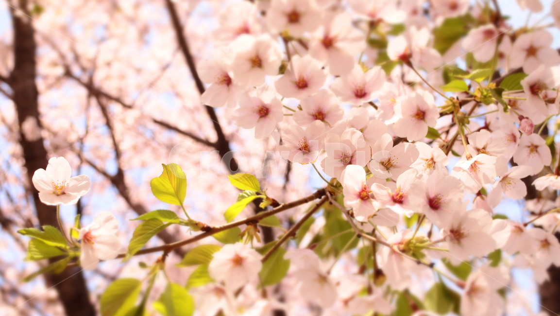 plant,식물,flower,blossom,꽃,벚꽃,벚나무,cherryblossoms,꽃나무,봄꽃,봄,계절,spring,season,식물,자연,plants,nature,꽃,flower