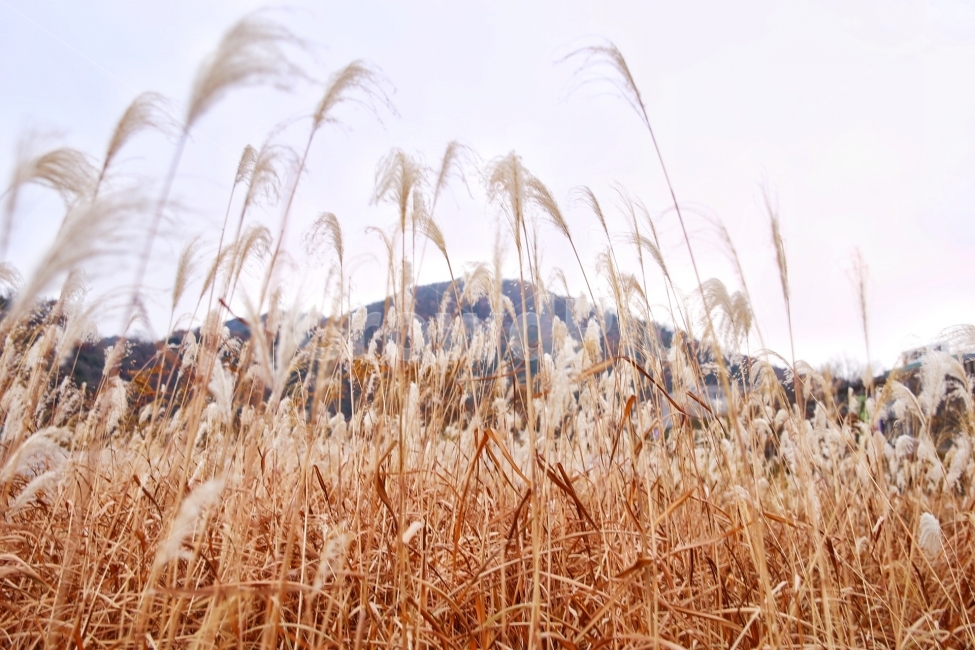 갈대,갈대밭,가을,reed,autumn,fall,자연,자연사진,풍경사진,풍경,가을,계절,fall,autumn,season,식물,자연,plants,nature,grass,잔디,plant