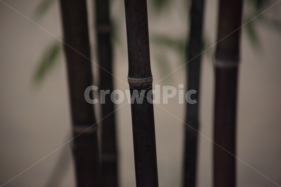 plant,식물,bamboo,대나무,오죽,식물,자연,plants,nature