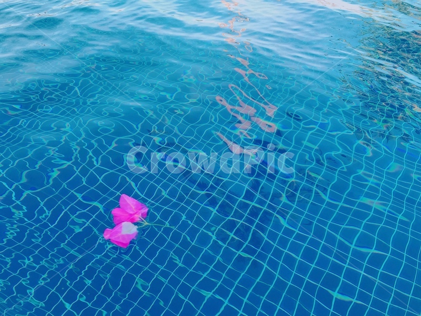 수영장,꽃잎,물위에꽃,물결,진달래,꽃