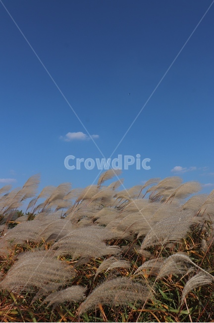 갈대,가을풍경,가을갈대,식물,plant,파란하늘,가을,계절,fall,autumn,season