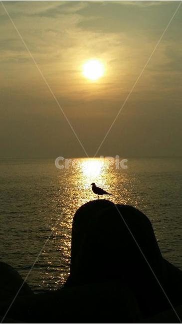 노을,격포,바다,전북부안,새,갈매기,동물,animal,조류,새,birds,실루엣,그림자,silhouette,shadow