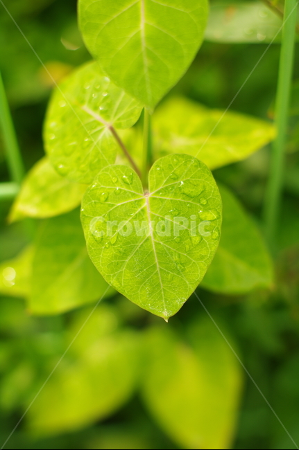잎,leaf,식물,plant,초록,물방울,빗방울,싱그러움