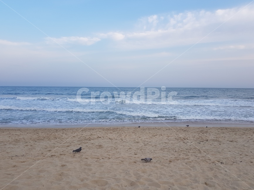 해운대,바다,파도,모래사장,비둘기