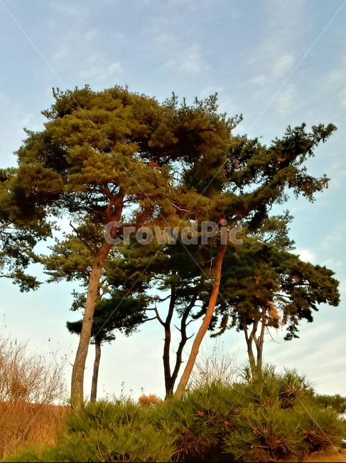 식물,소나무,하늘,나무줄기,plant,tree,treetrunk,화살나무