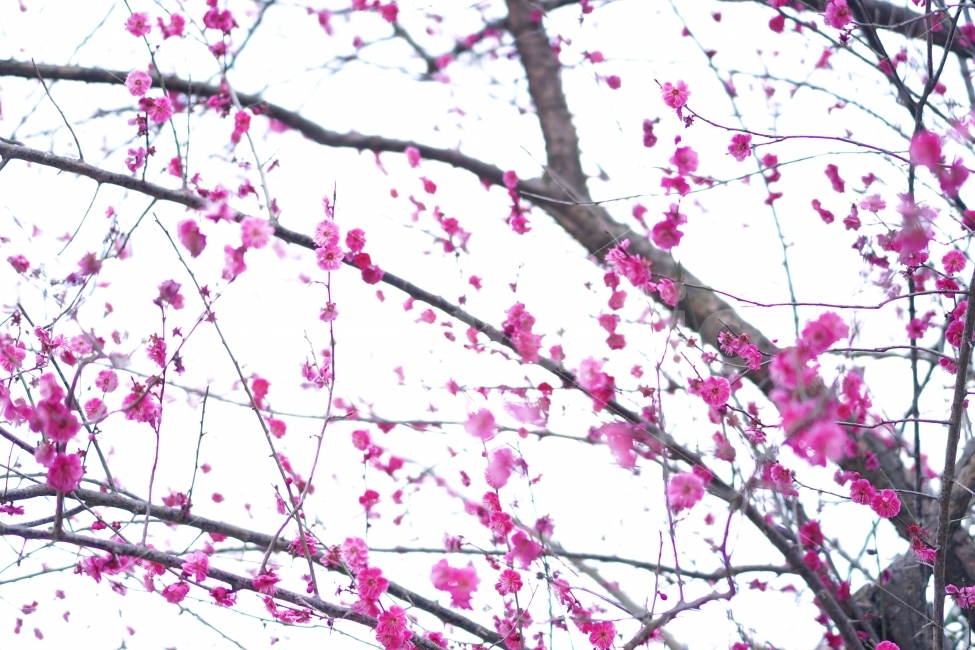 hitakatsu,blossom,pink flower,branch,japanese feeling,red plum blossom,pinkflower,tsushima,hitakaz,twig,japaneseapriotflower,plum blossom