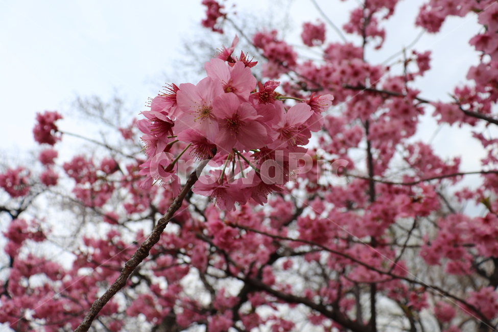 일본벚꽃,도쿄벚꽃,벚꽃,꽃,봄,spring,season,flower,cherryblossoms,벚꽃놀이,봄꽃,분홍벚꽃,식물,자연,plants,nature,꽃,flower