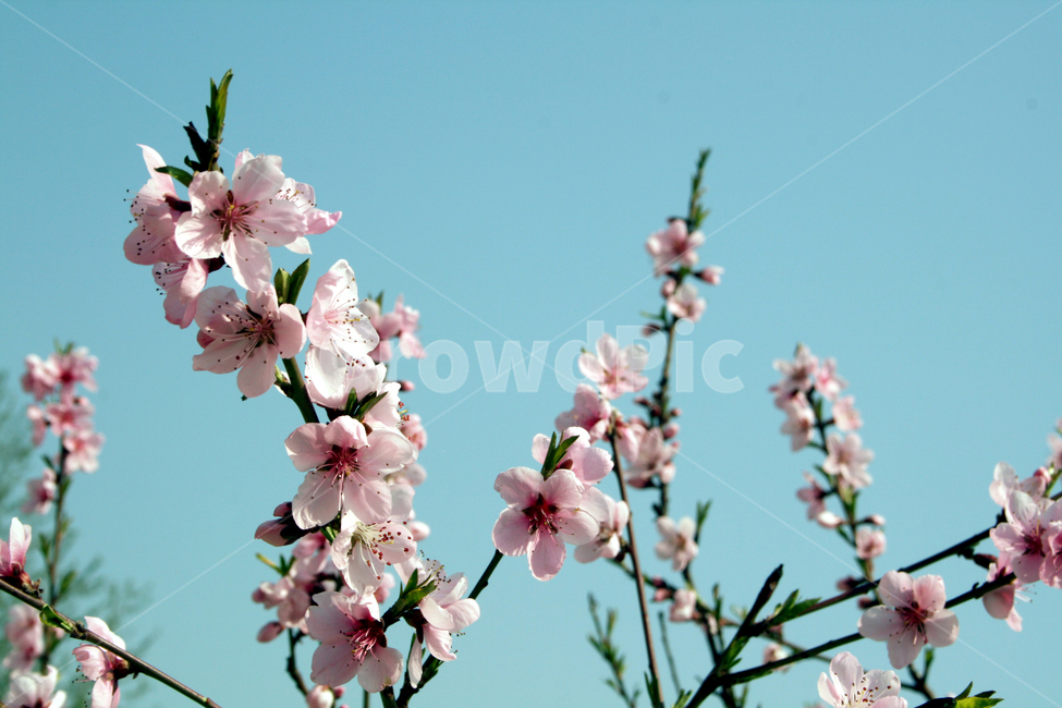 벗꽃,벗나무,매화,봄,꽃,봄꽃,분홍색꽃,분홍꽃,꽃잎,cherryblossom,spring,flower,plant,sky,bluesky,꽃망울,꽃봉오리,꽃배경