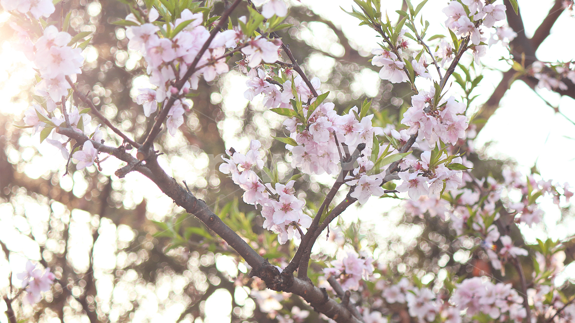 햇살,봄,복숭아꽃,도화,꽃,나무,식물,flower,blossom