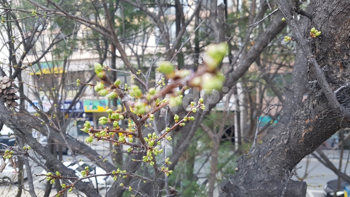 새싹,봄,나무,사람없음,나뭇가지,식물,자연,plants,nature