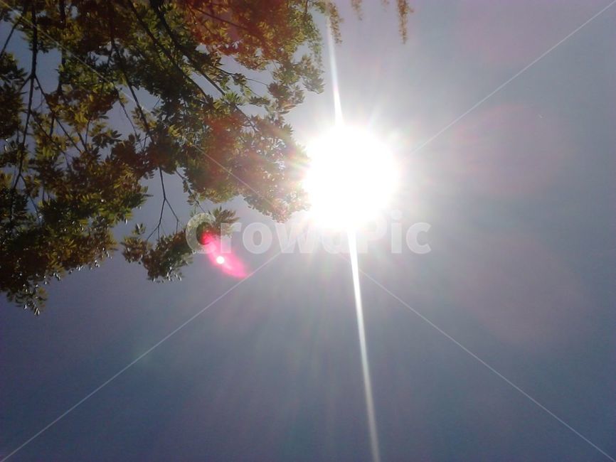 나무,하늘,자연,여름,햇살,폭염,해,태양,햇볕,자외선,빛,자연,풍경,nature,landscape,light,flare,플레어,sunlight,햇빛