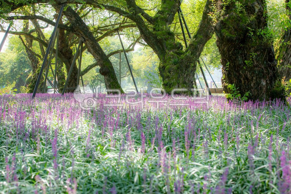 성주군,성밖숲공원,버드나무,왕버들,맥문동,천연기념물,꽃,flower