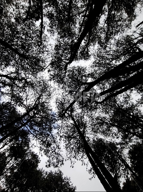 plant,식물,tree,나무,silhouette,실루엣,자연,풍경,nature,landscape