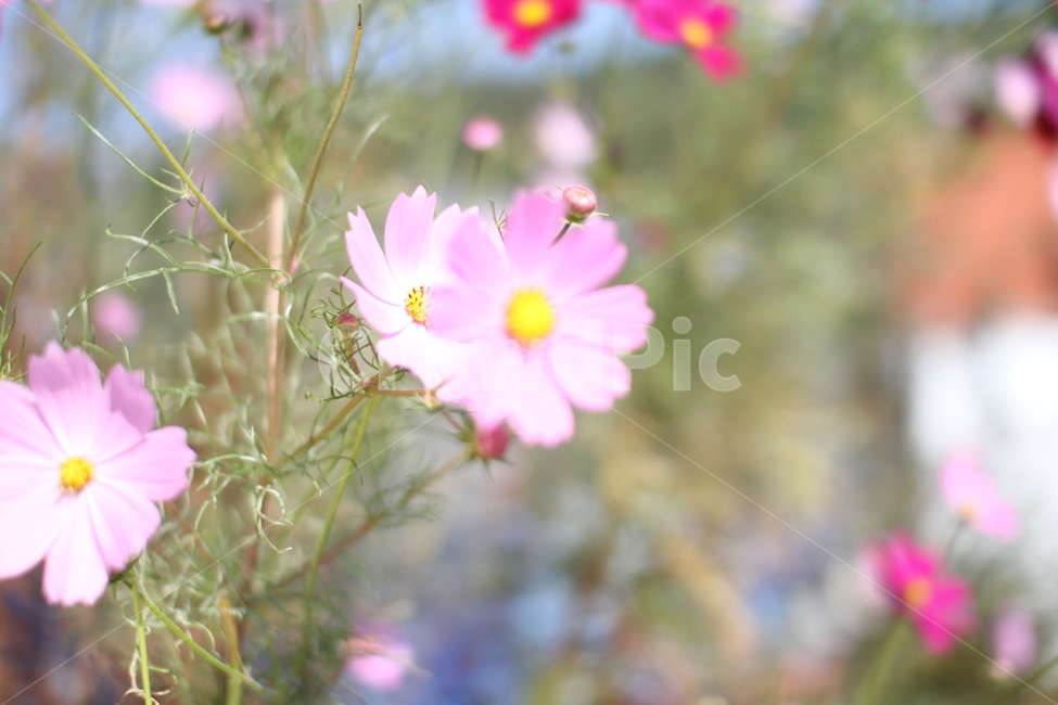 자연풍경,나들이,코스모스,가을꽃,아웃포커싱,식물,자연,plants,nature,꽃,flower