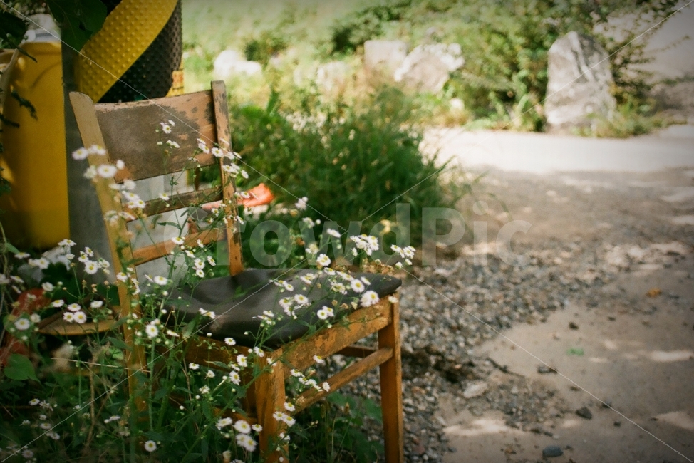시골,정취,꽃,의자,분위기,필름사진,식물,자연,plants,nature,꽃,flower,감성,sensible,feeling,사물,물건,오브젝트,thing,object,matter