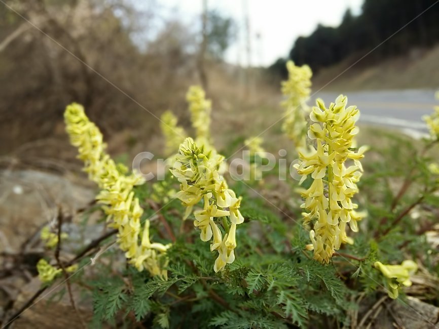 꽃,산괴불주머니,야생화,spring,식물,길가,봄꽃,plant,노란색,산속,산,숲