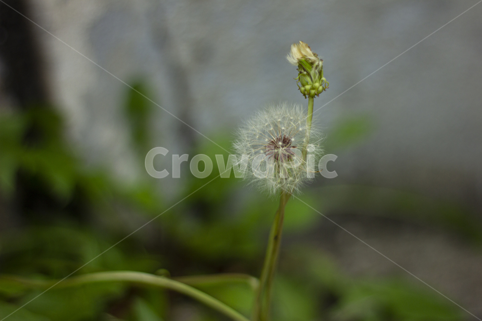 식물,꽃,plant,blossom,flower,민들레,홀씨,가을,계절,감성,식물,자연,plants,nature,꽃,flower