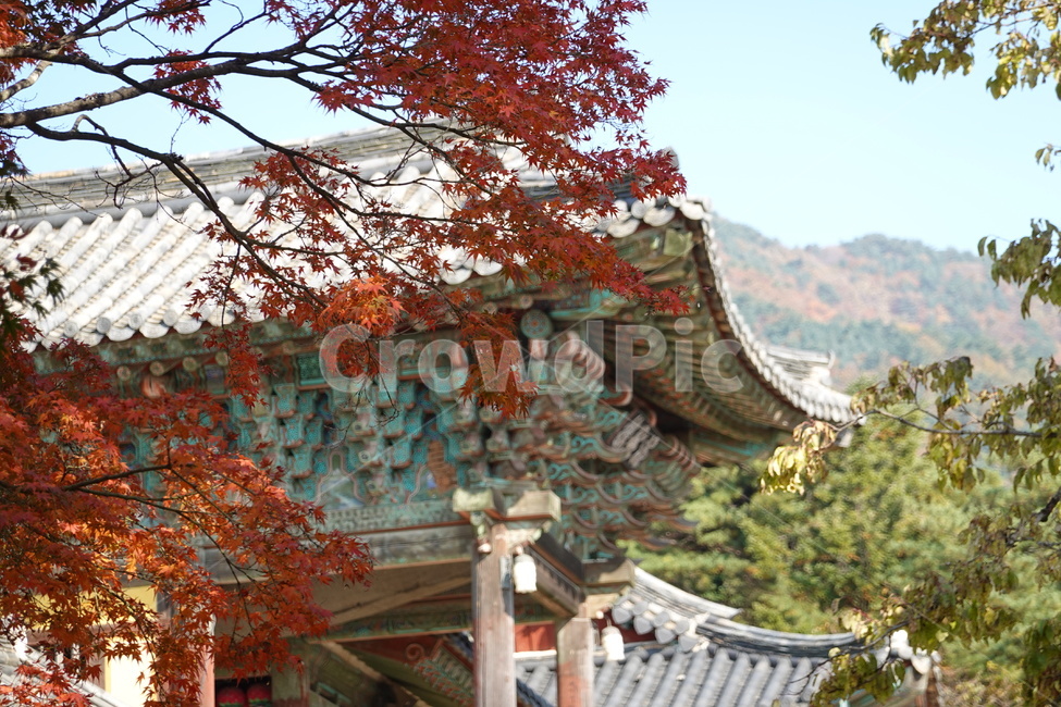 불국사,사찰,가을,천년사찰,단풍,가을,계절,fall,autumn,season,한국전통,한국문화,korean traditional,korean culture,건축물,건물외관,exterior,building,structure,architecture,construction,tree,나무,plant,식물,건물