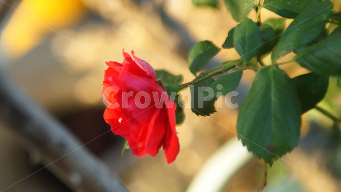 장미,꽃,분위기,빨간장미,따뜻함,redrose,flower,rose,red,mood,warm,color,colorful,natural,식물,자연,plants,nature,꽃,flower